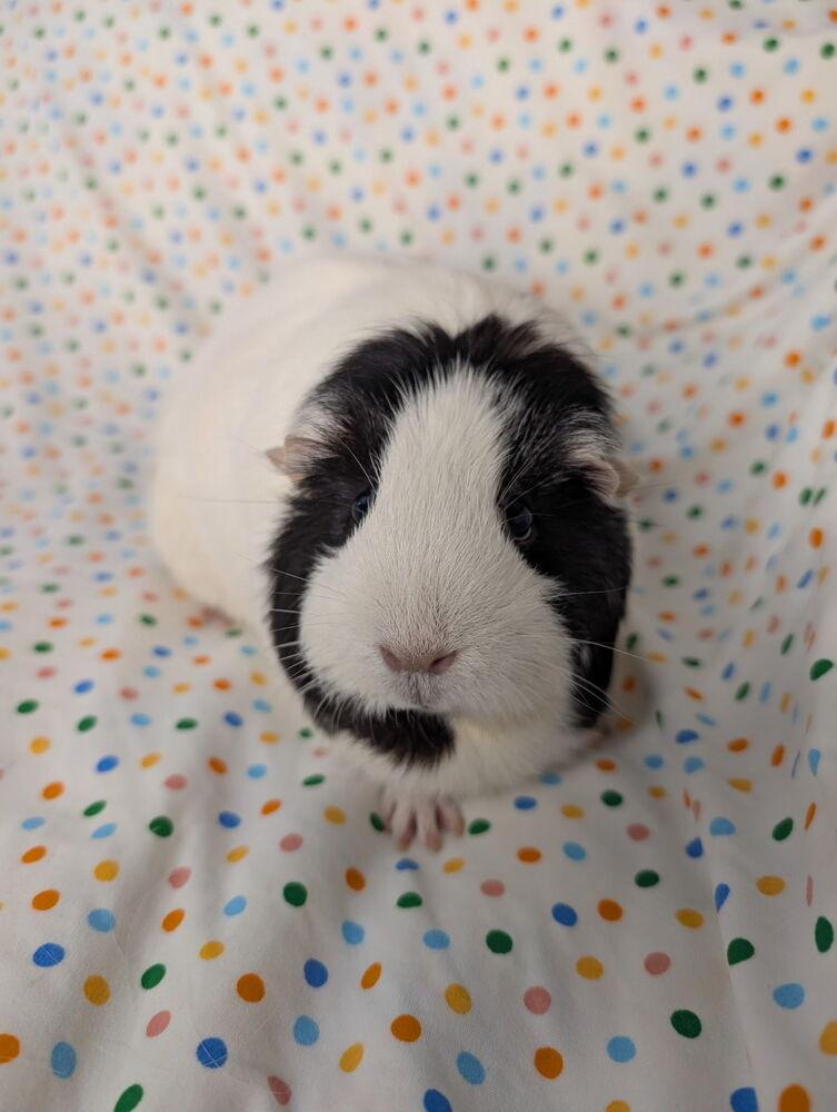 Enlarge Wanda, a Adoptable Guinea Pig in Gainesville, FL image 3/3