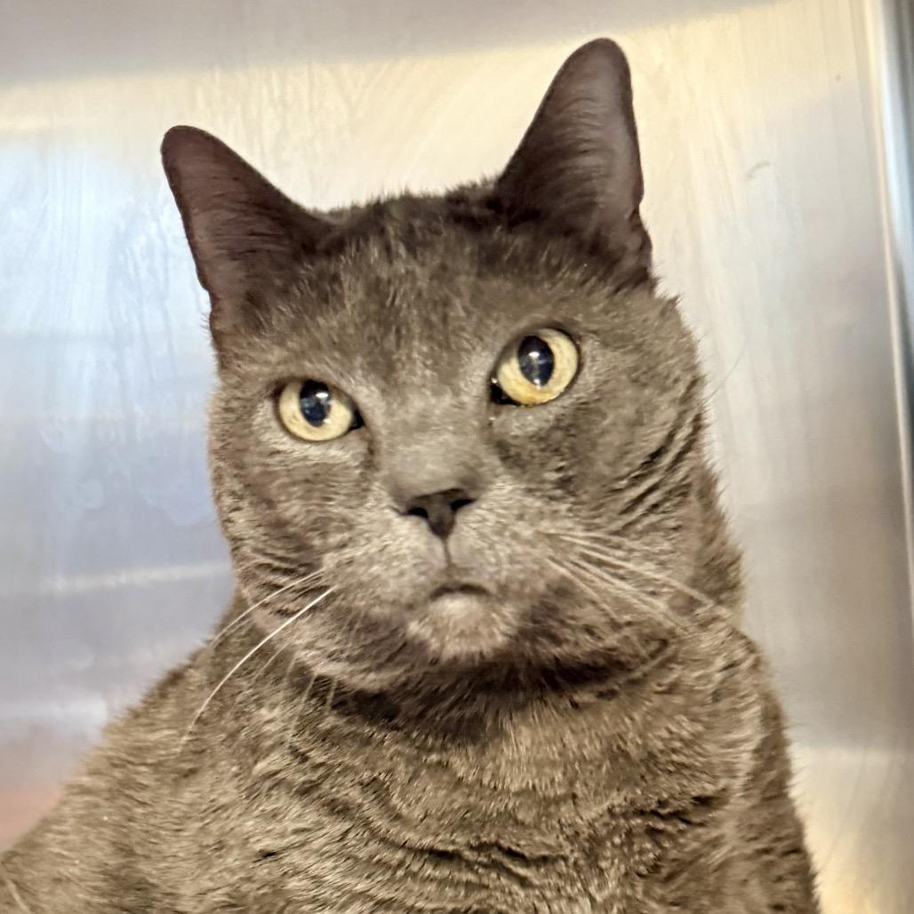 Athea — thumbnail 2