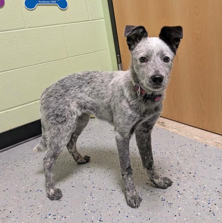 Enlarge Gravy Boat, a Adoptable Australian Cattle Dog / Blue Heeler in Logan, UT image 1/1