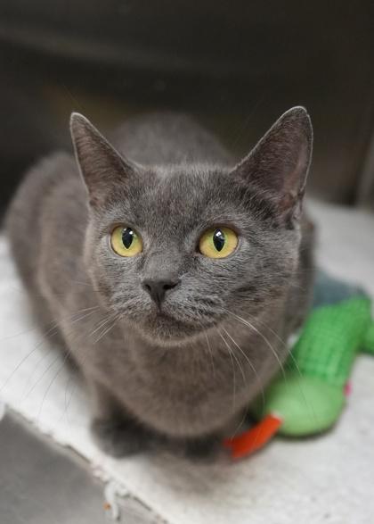 Solanum 60481, Adoptable, Adult Female Domestic Short Hair & Domestic Short Hair.