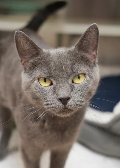 Enlarge Solanum 60481, a Adoptable mixed breed in Aiken, SC image 2/3