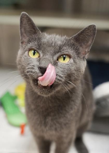 Enlarge Solanum 60481, a Adoptable mixed breed in Aiken, SC image 3/3