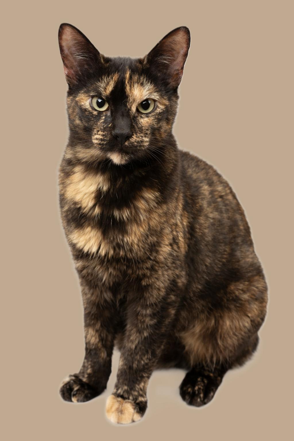 Cleocatra — thumbnail 3