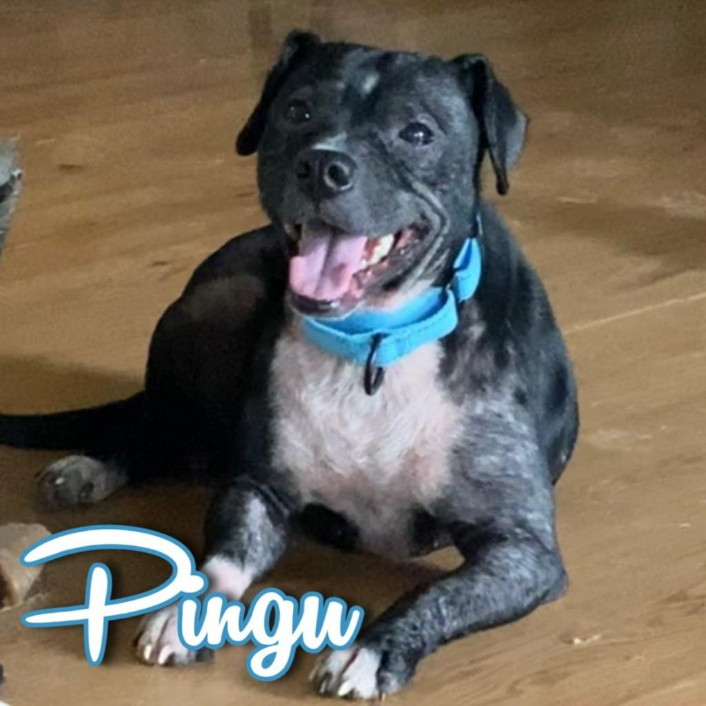 Enlarge Pingu, a Adoptable mixed breed in Hillsboro, OH image 2/3