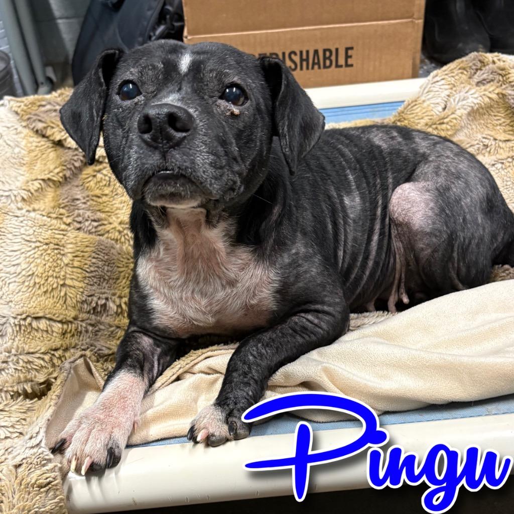 Enlarge Pingu, a Adoptable mixed breed in Hillsboro, OH image 3/3
