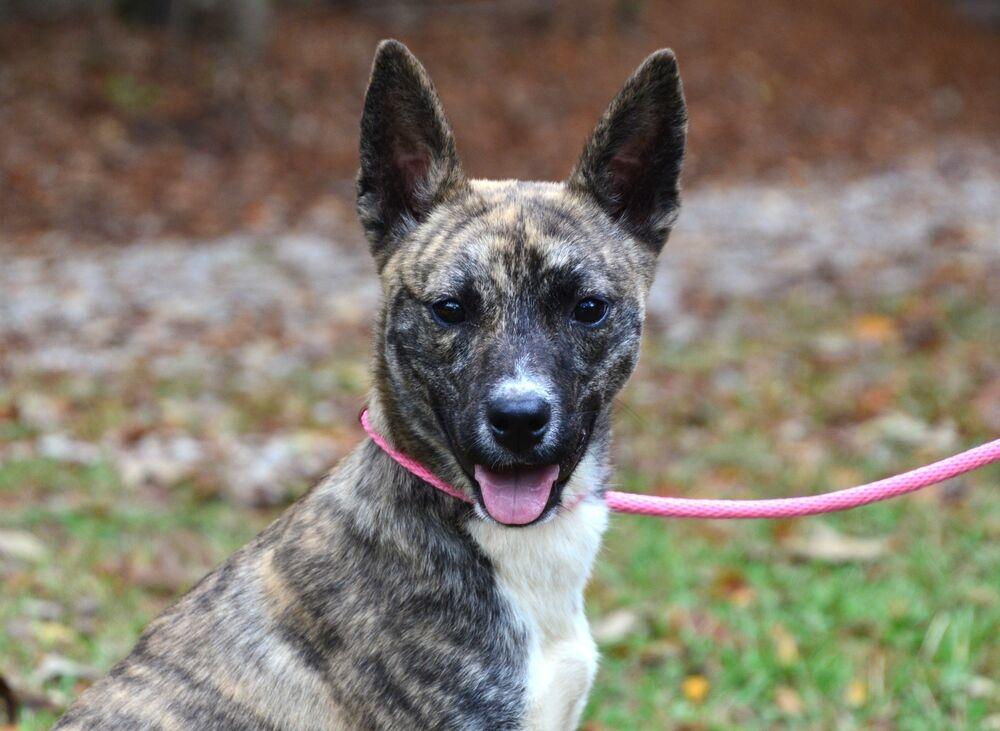 DeeDee, Adoptable, Young Female Terrier.