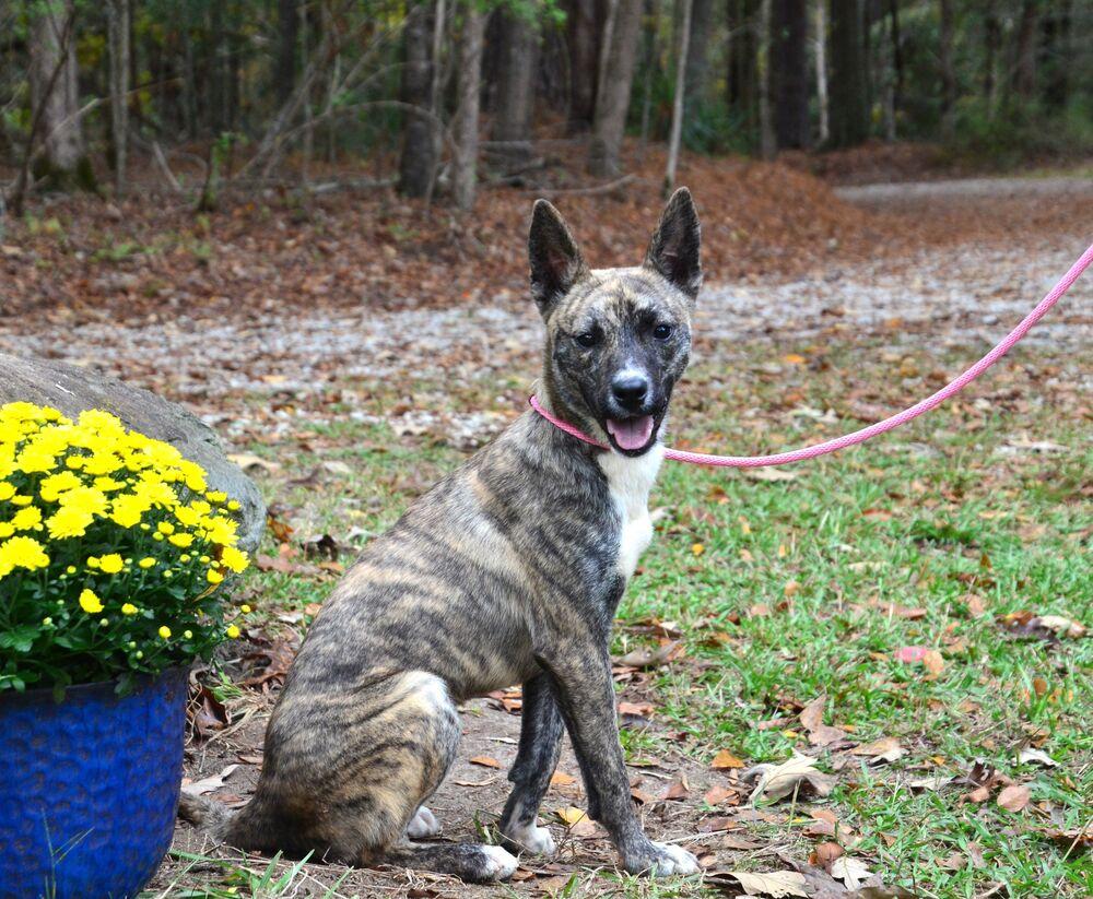 Enlarge DeeDee, a Adoptable mixed breed in Willingboro, NJ image 2/6