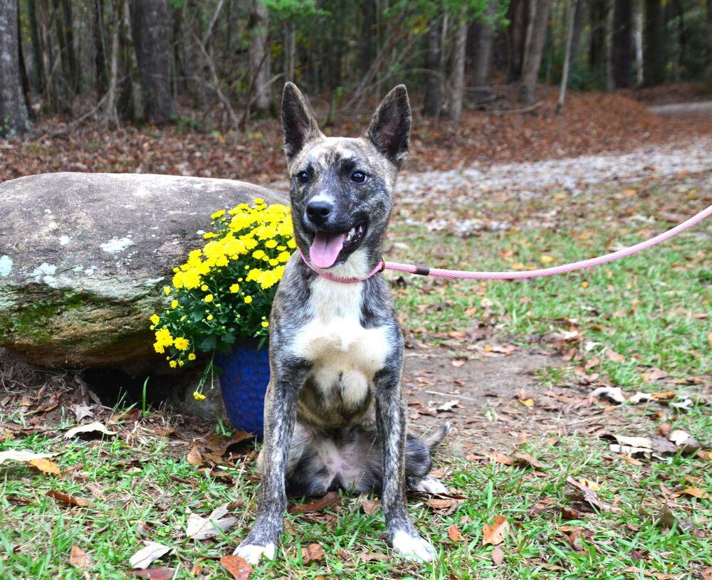 Enlarge DeeDee, a Adoptable mixed breed in Willingboro, NJ image 3/6