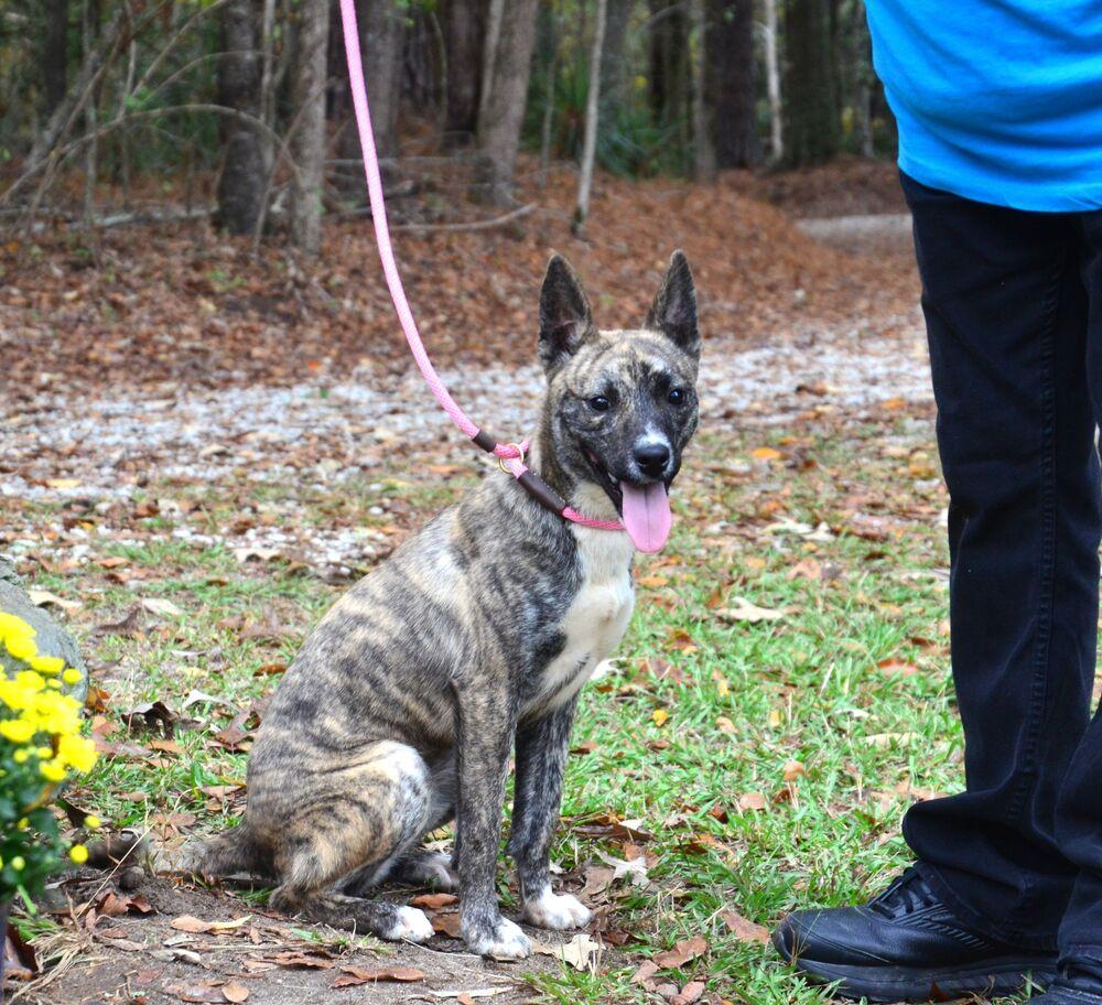 Enlarge DeeDee, a Adoptable mixed breed in Willingboro, NJ image 4/6