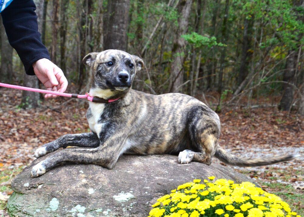 Enlarge DeeDee, a Adoptable mixed breed in Willingboro, NJ image 5/6