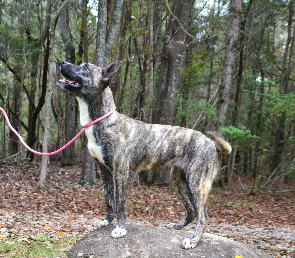 Enlarge DeeDee, a Adoptable mixed breed in Willingboro, NJ image 6/6