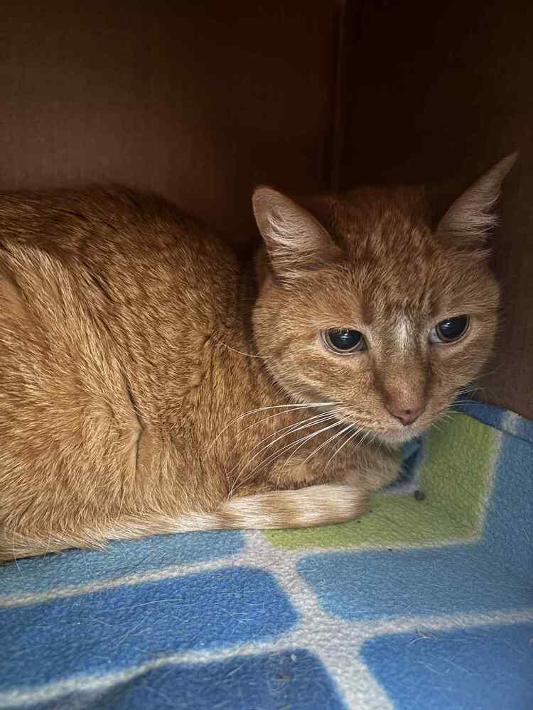 Mabel, Adoptable, Senior Female Domestic Short Hair.