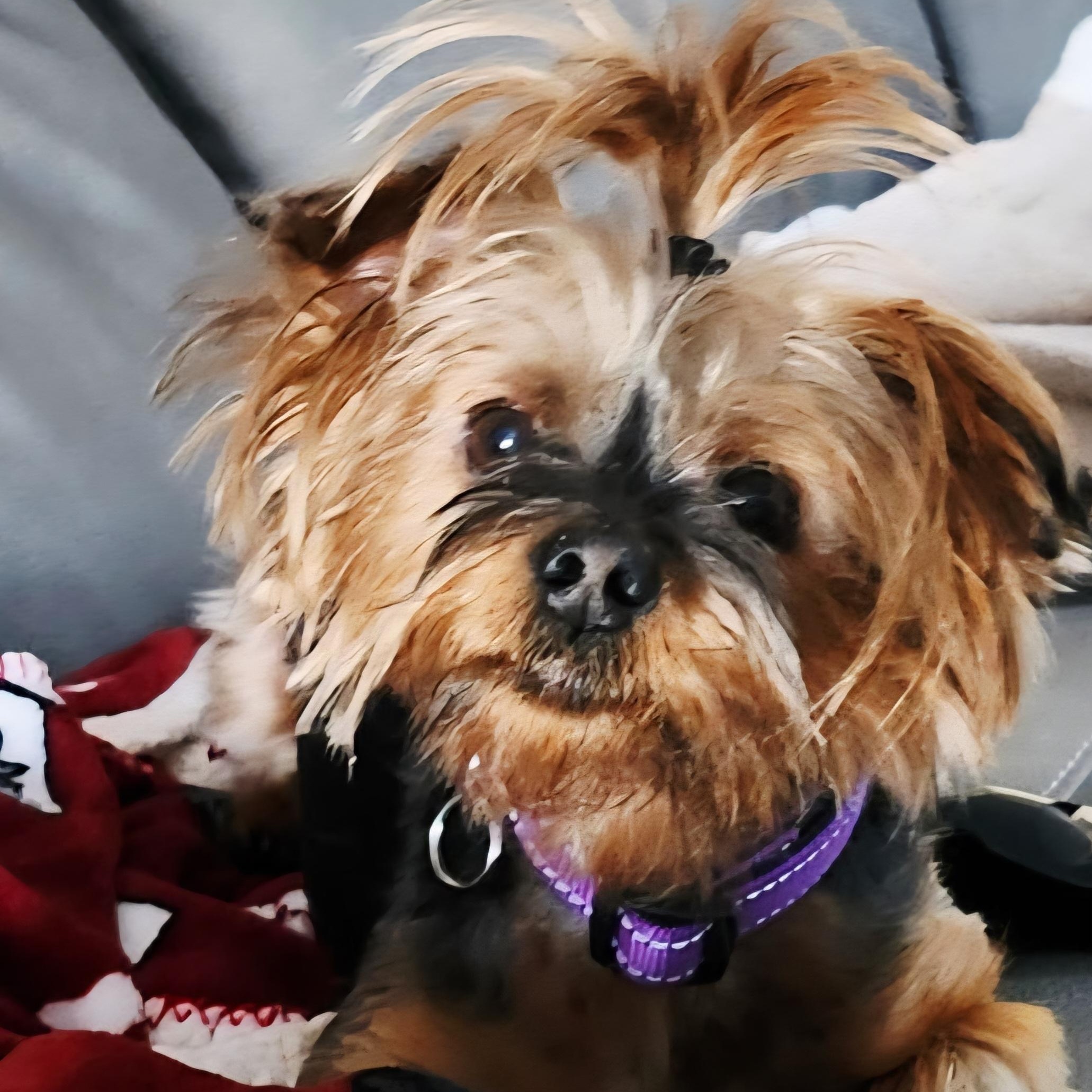 Enlarge ROXI , a ADOPTABLE mixed breed in Burlington, WA image 1/1