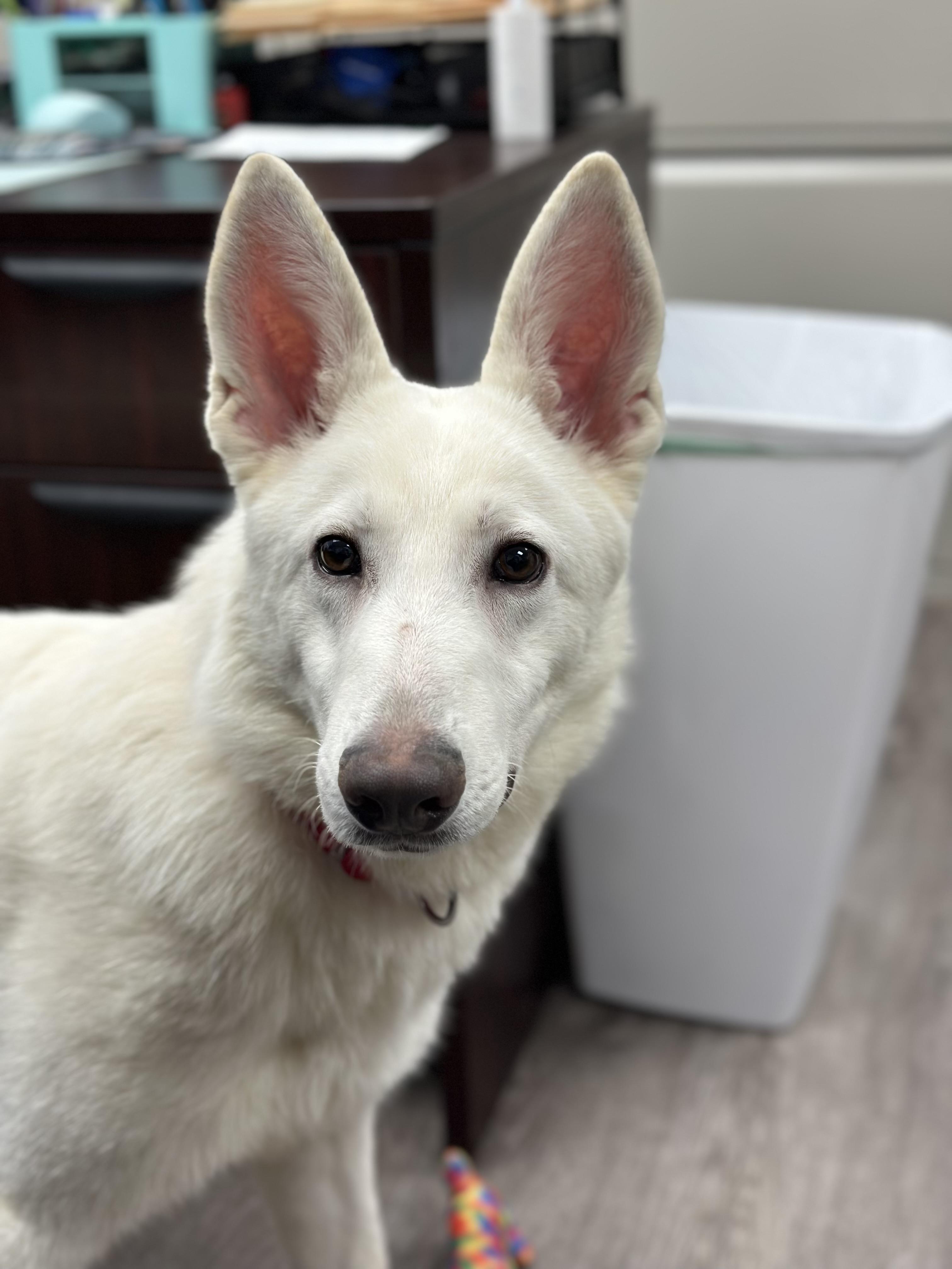 Ghost, a ADOPTABLE German Shepherd Dog in Newburgh, NY image 1/3