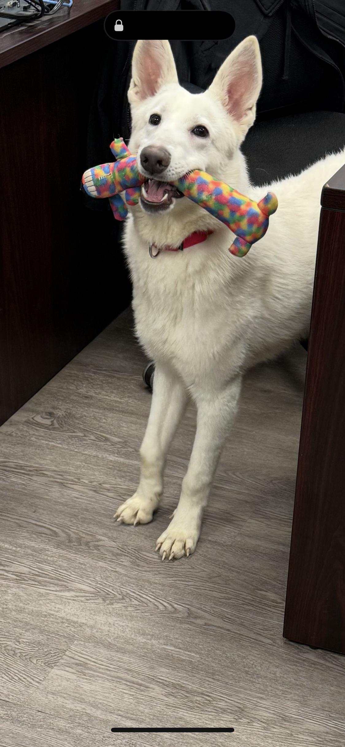 Ghost, a ADOPTABLE German Shepherd Dog in Newburgh, NY image 2/3