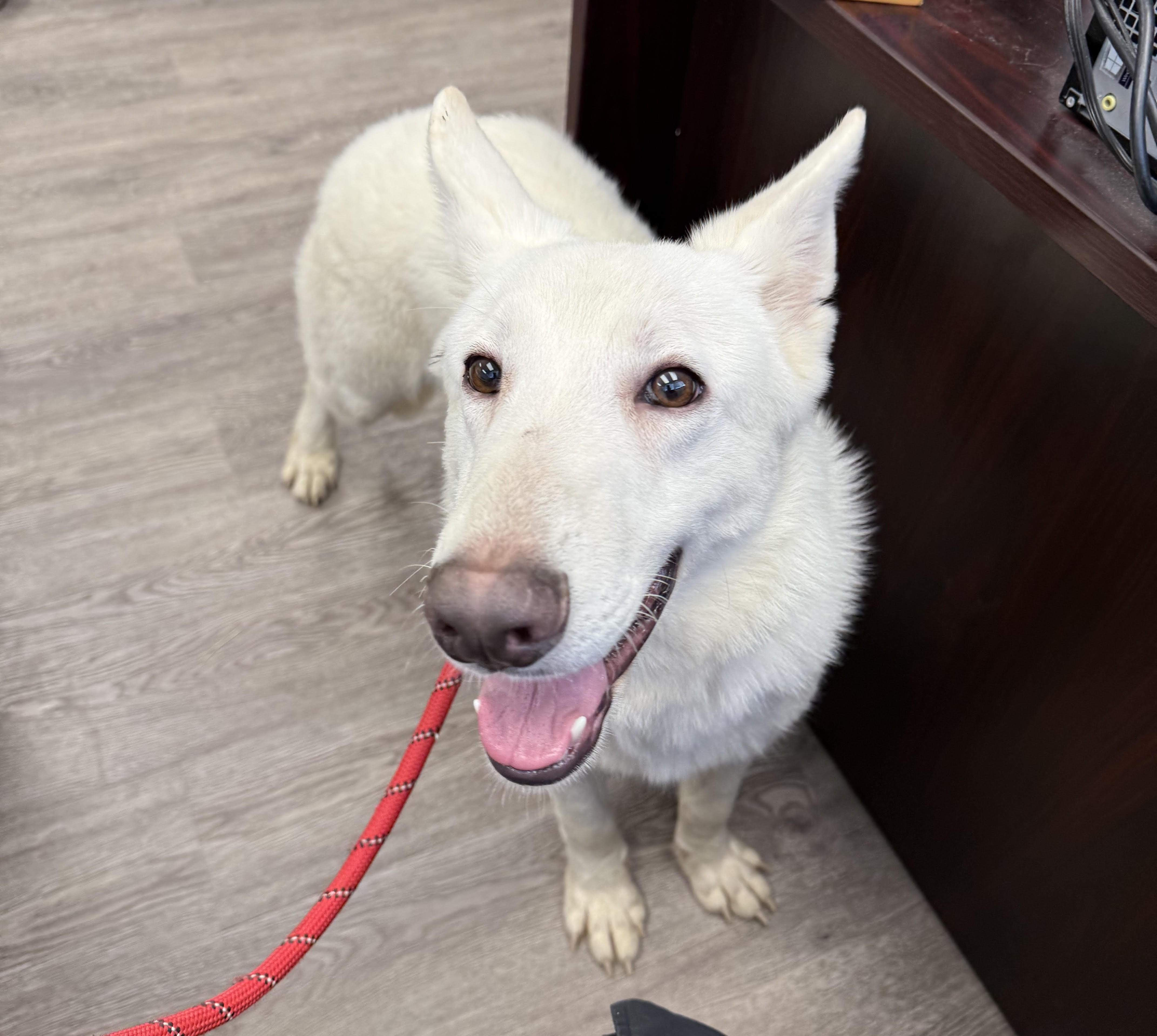 Ghost, a ADOPTABLE German Shepherd Dog in Newburgh, NY image 3/3