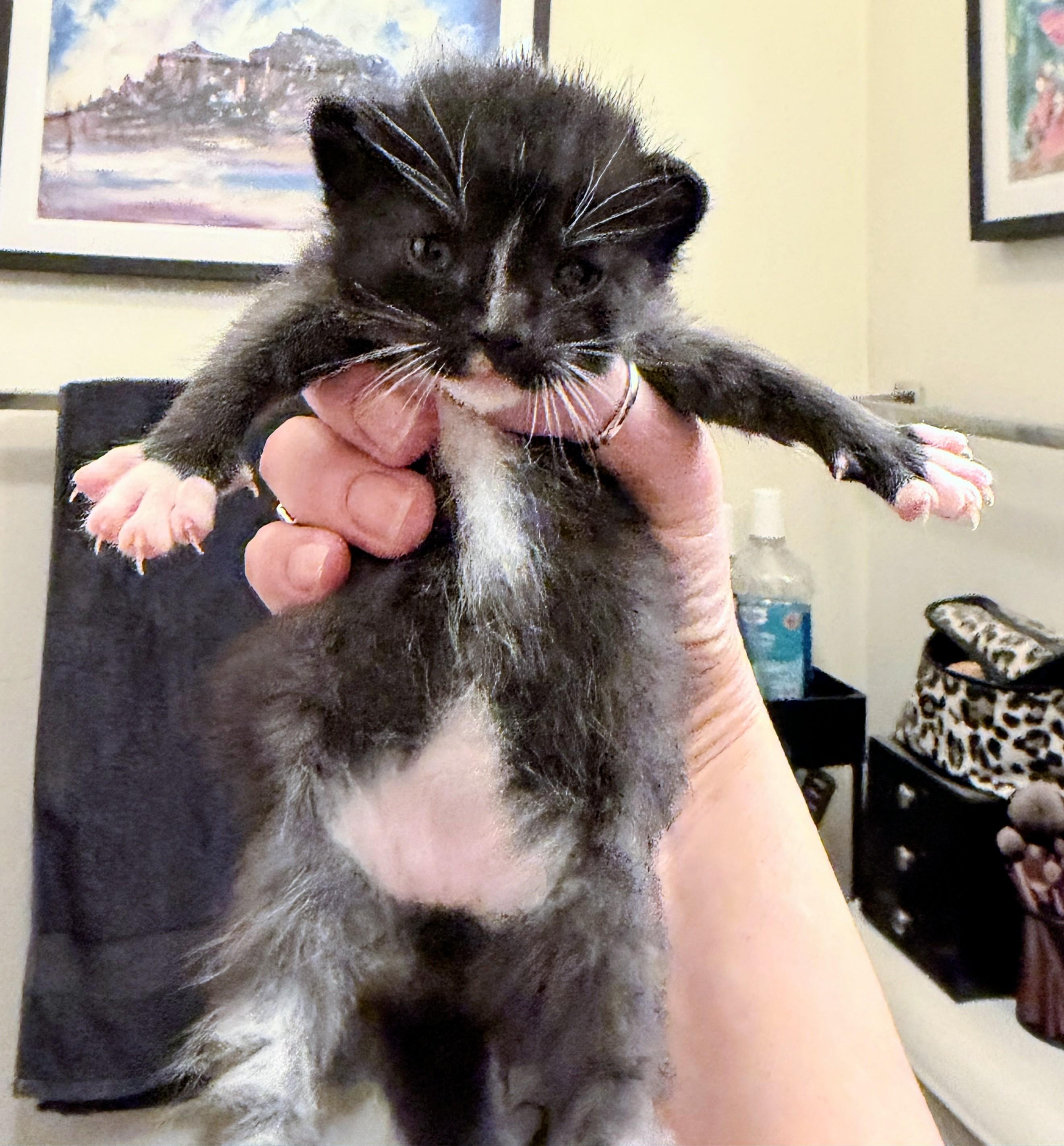 Enlarge Stitch, a Adoptable Domestic Short Hair in Waverly, IA image 2/4