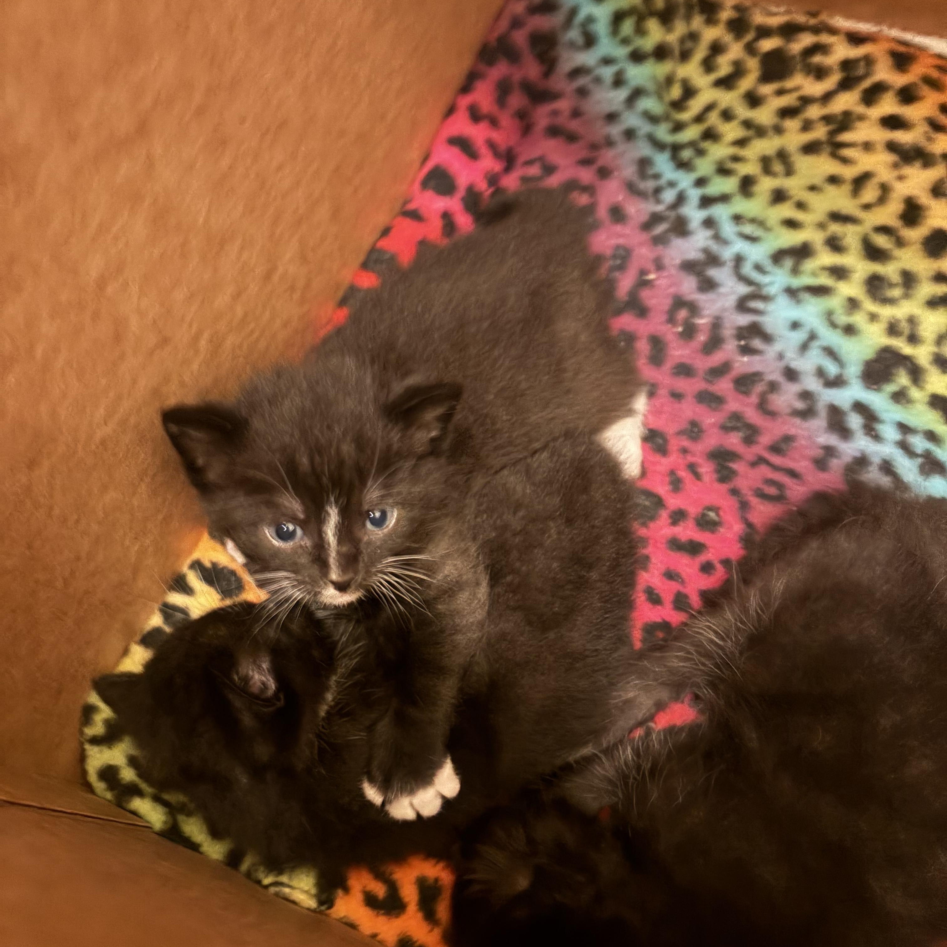 Enlarge Stitch, a Adoptable Domestic Short Hair in Waverly, IA image 4/4