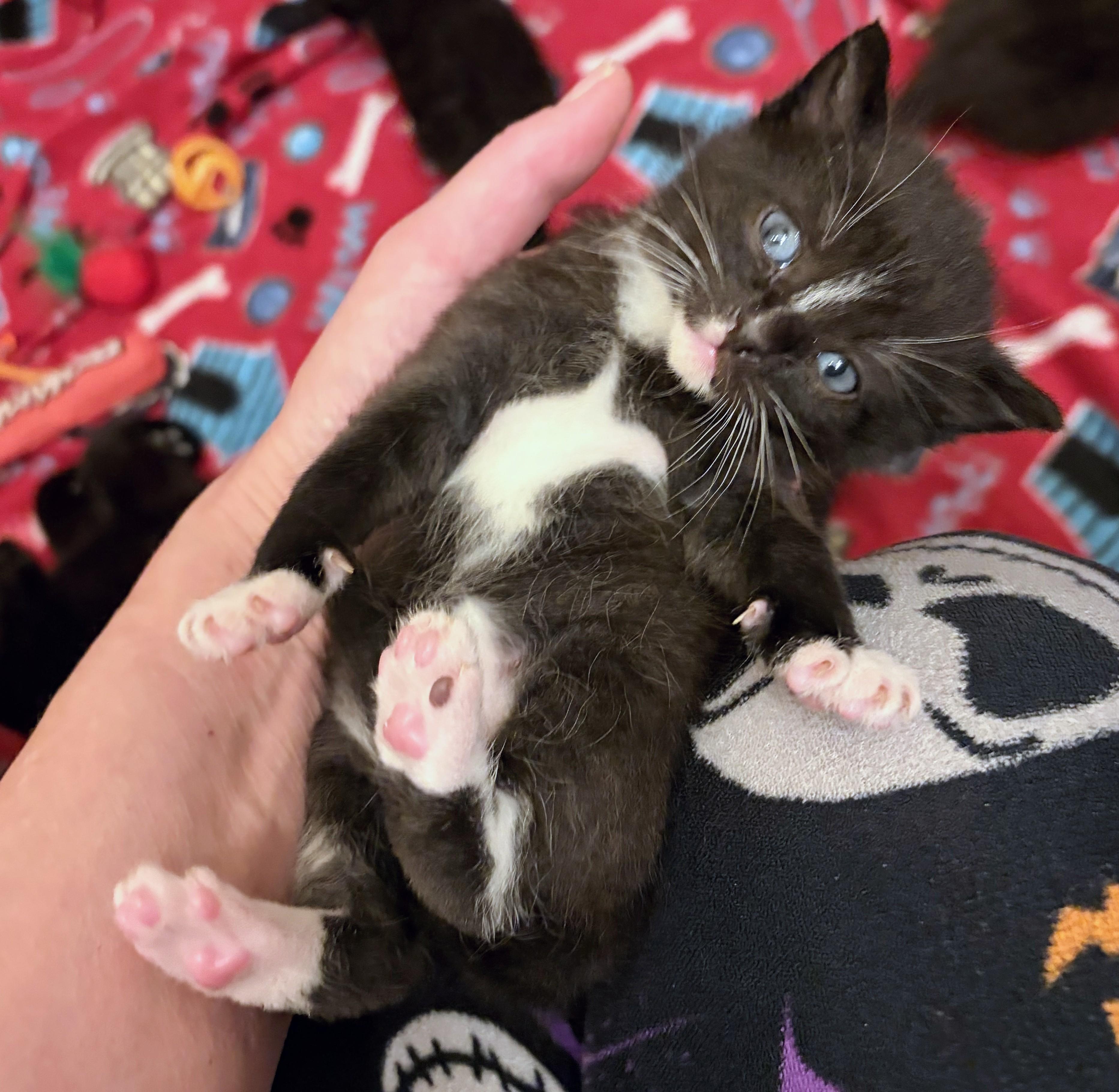 Stitch, Adoptable, Kitten Male Domestic Short Hair.