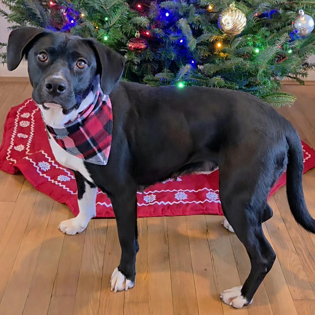 Dawn, Adoptable, Adult Female Labrador Retriever.