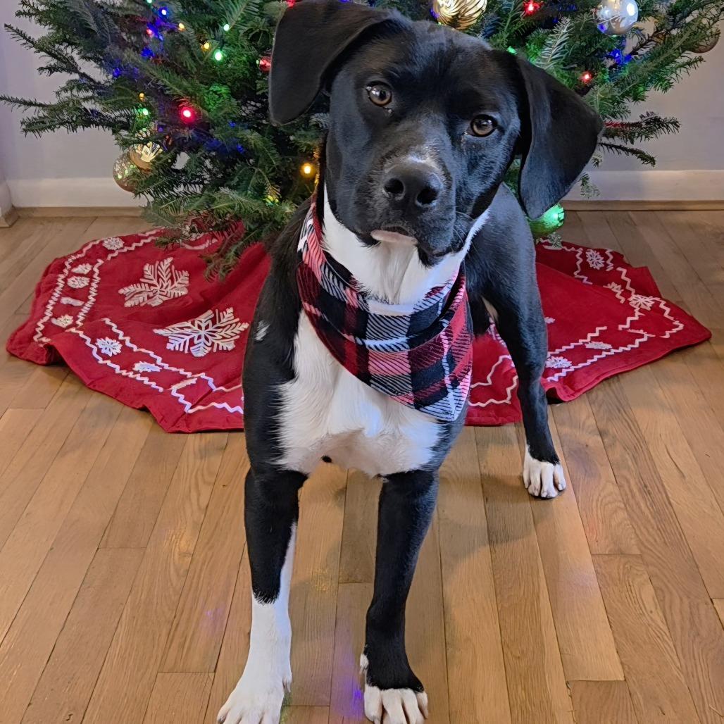 Dawn, Adoptable, Adult Female Labrador Retriever.