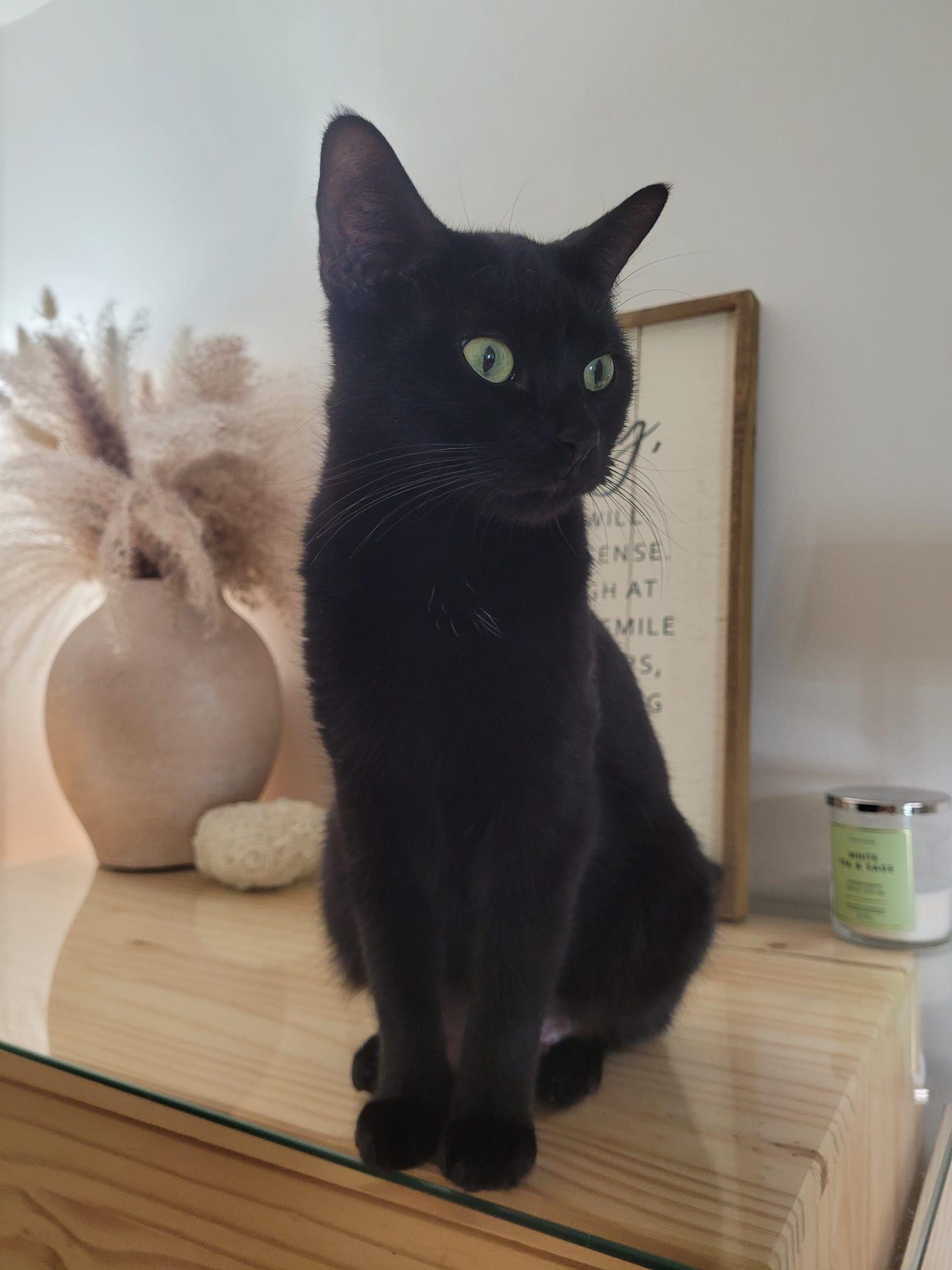 Ethel, Adoptable, Adult Female American Shorthair.