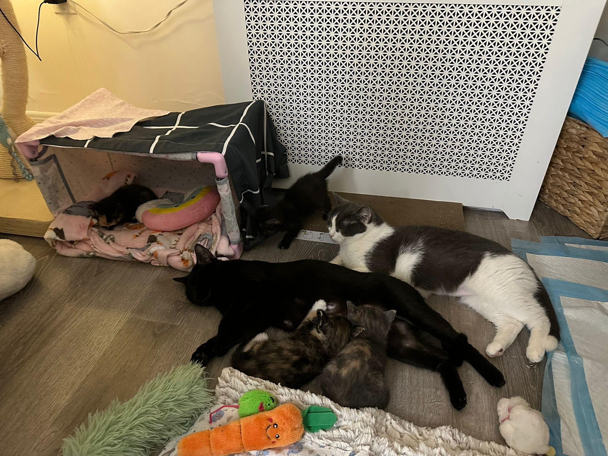 Ethel, a Adoptable American Shorthair in Brooklyn, NY image 2/2