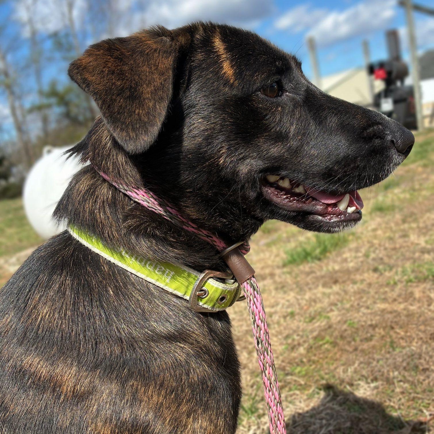 Enlarge Skwirl, a ADOPTABLE Plott Hound in Cumberland , VA image 3/6