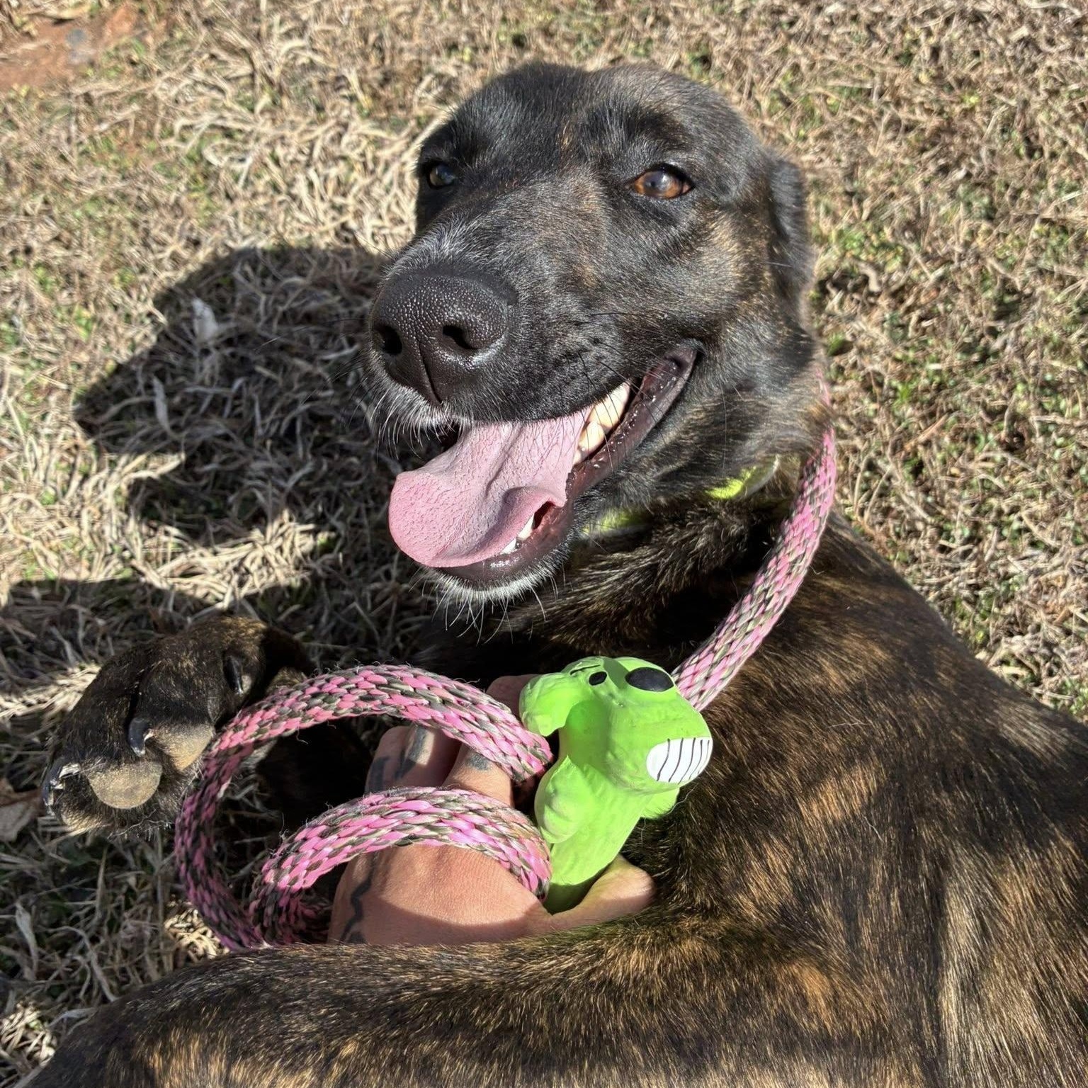 Enlarge Skwirl, a ADOPTABLE Plott Hound in Cumberland , VA image 4/6
