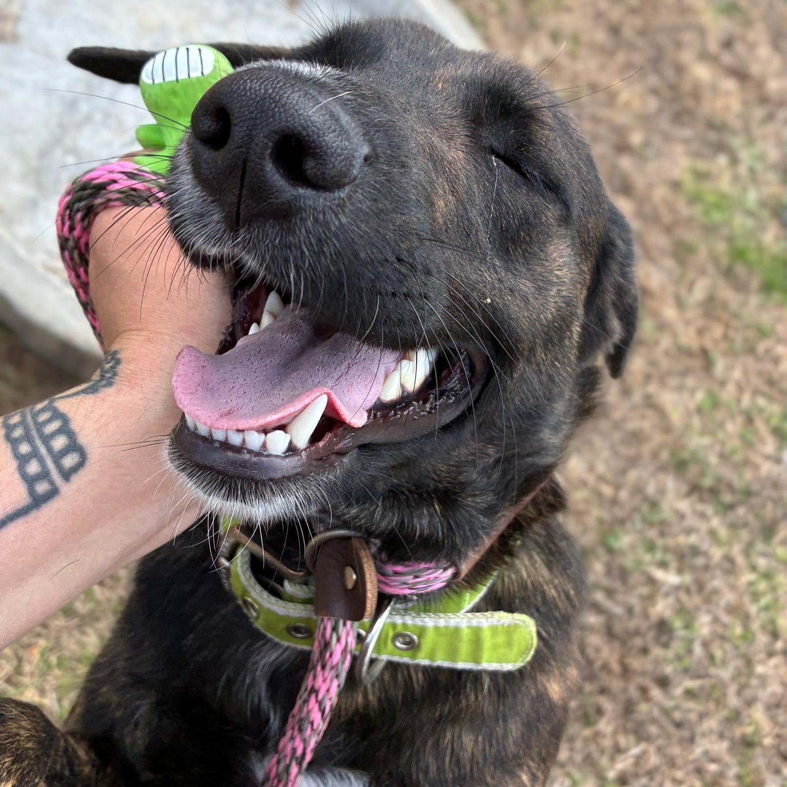 Enlarge Skwirl, a ADOPTABLE Plott Hound in Cumberland , VA image 1/6