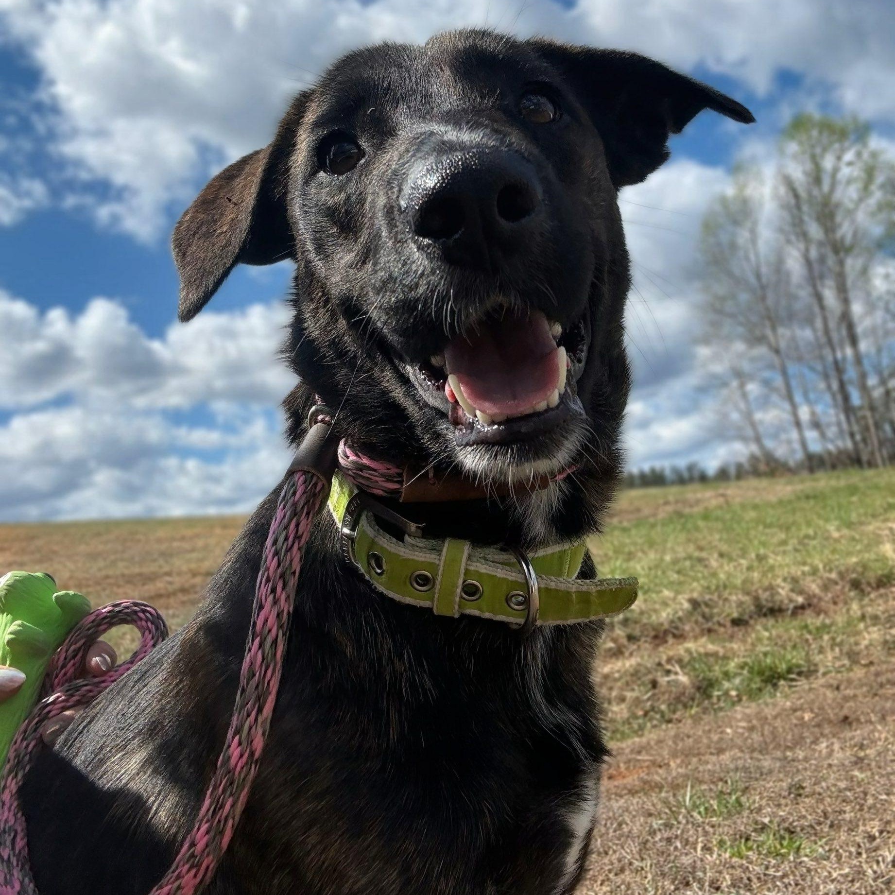 Enlarge Skwirl, a ADOPTABLE Plott Hound in Cumberland , VA image 2/6