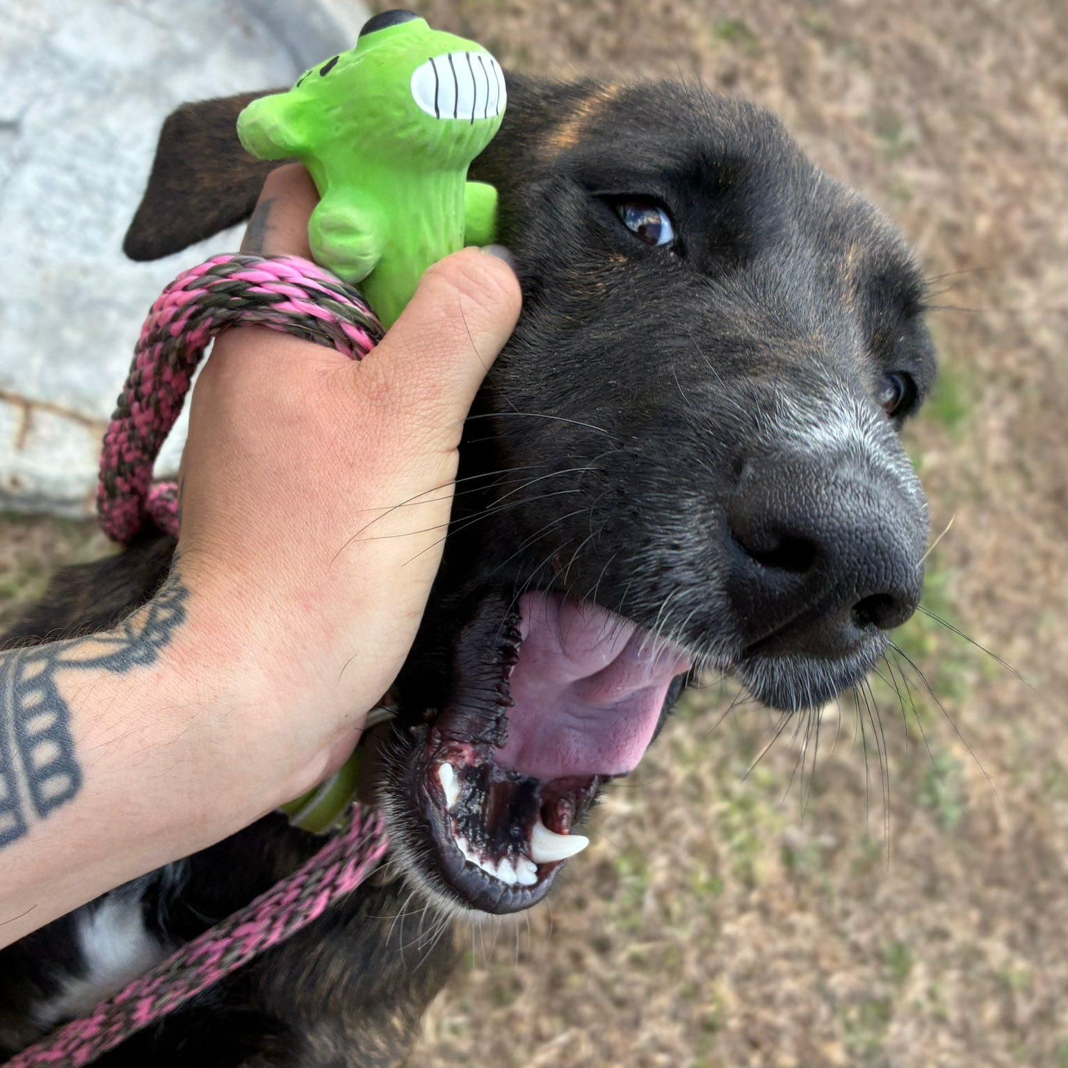 Enlarge Skwirl, a ADOPTABLE Plott Hound in Cumberland , VA image 5/6