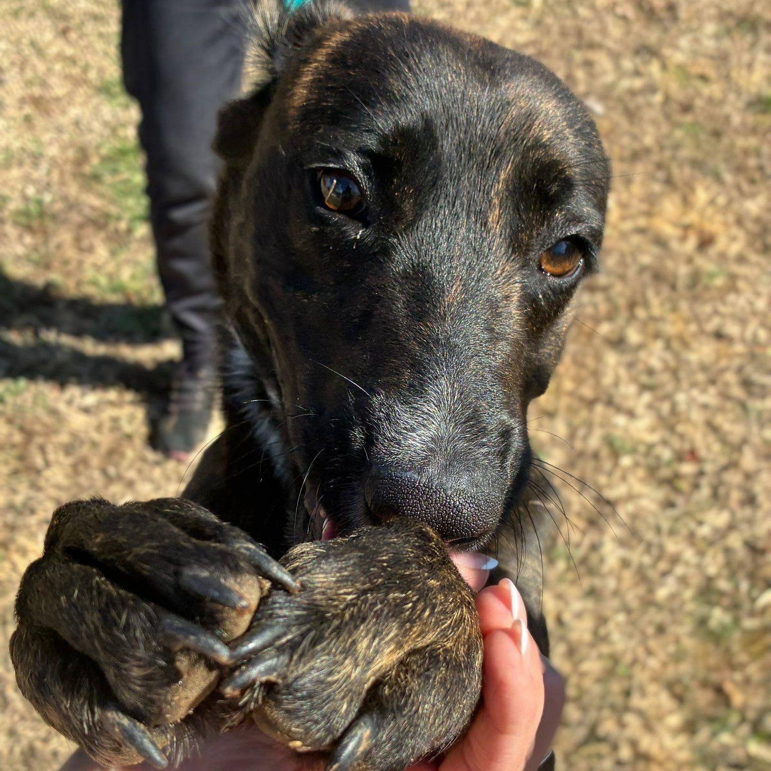 Enlarge Skwirl, a ADOPTABLE Plott Hound in Cumberland , VA image 6/6