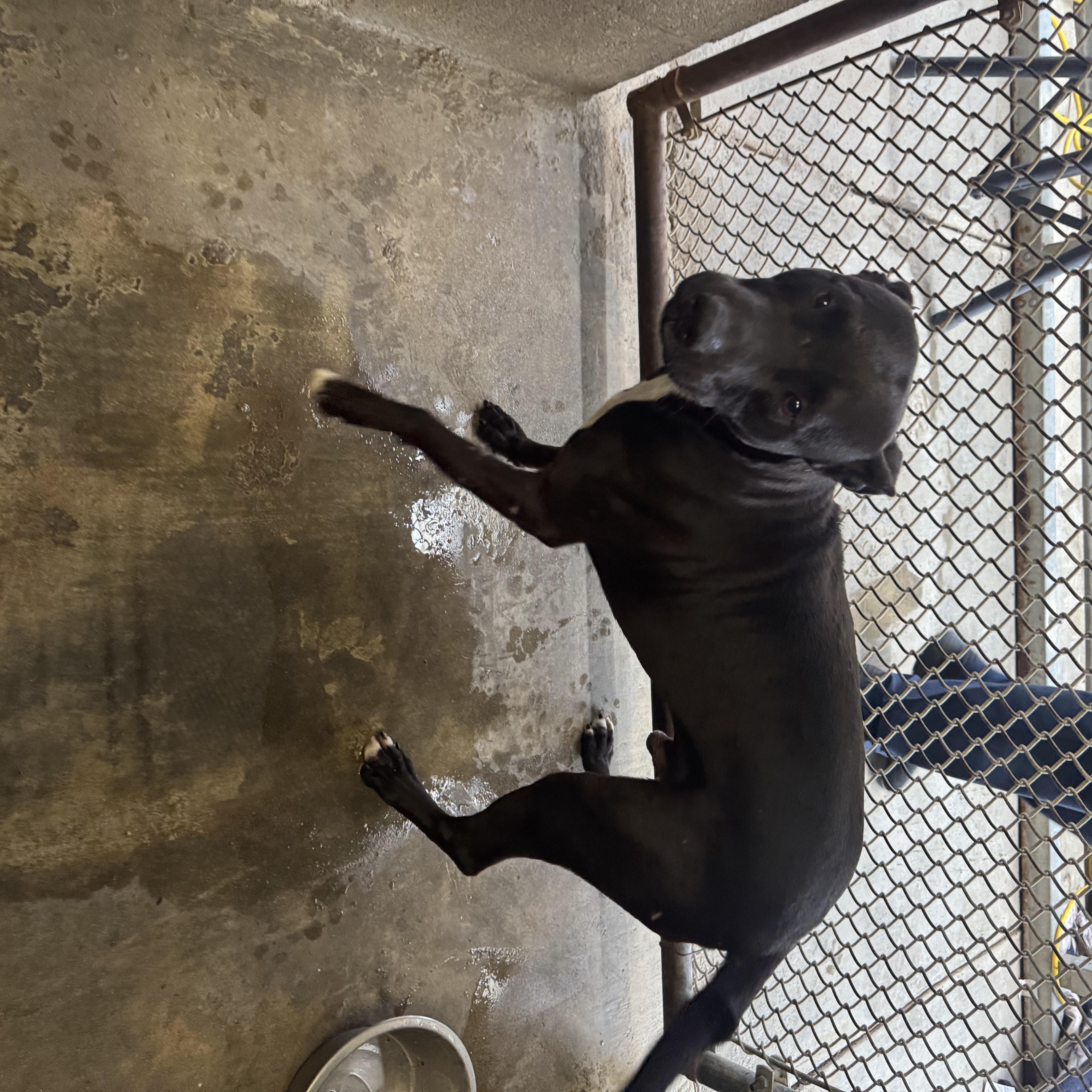 Enlarge RICHIE  (AVAILABLE DECEMBER 18, 2025), a Adoptable mixed breed in Wasco, CA image 1/2