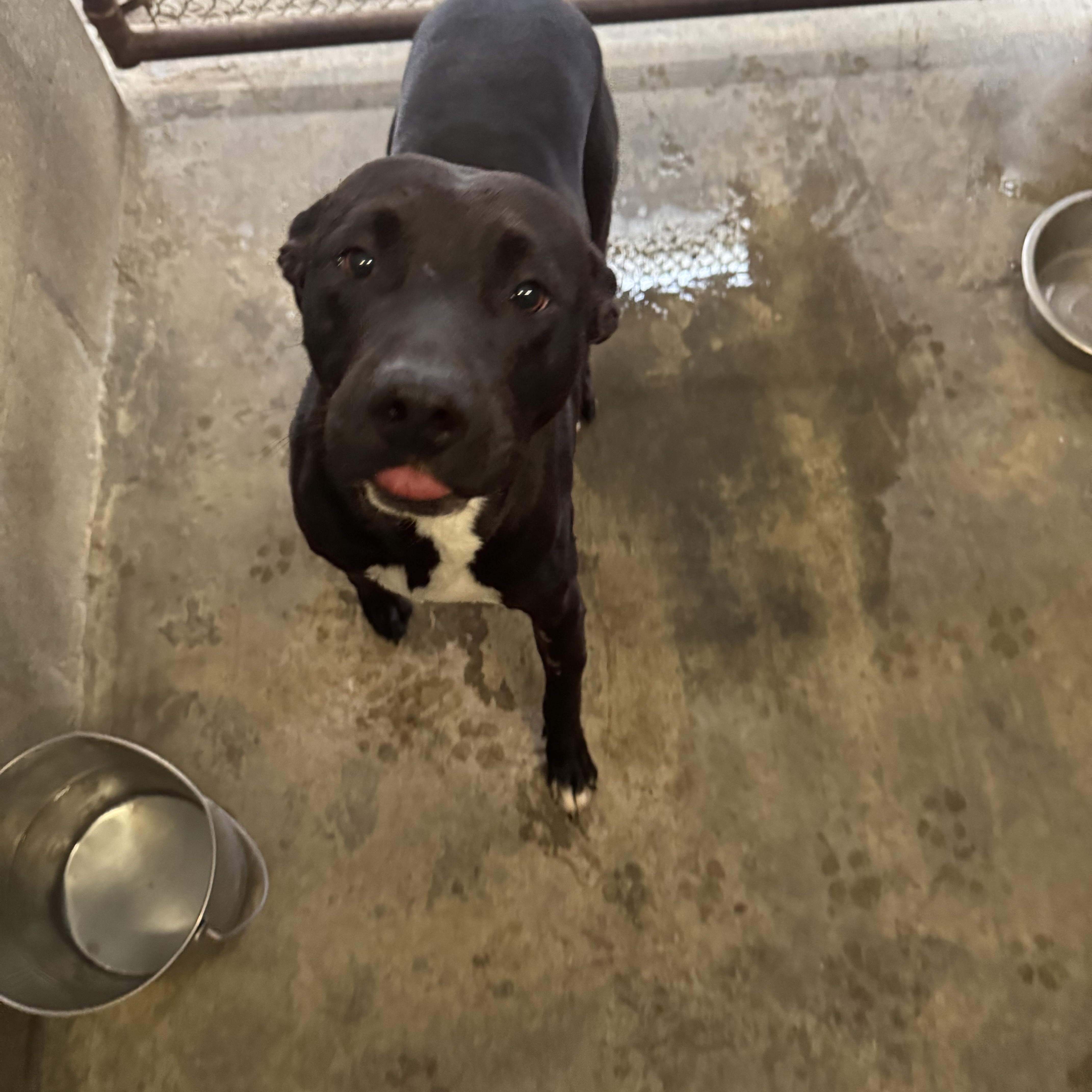 Enlarge RICHIE  (AVAILABLE DECEMBER 18, 2025), a Adoptable mixed breed in Wasco, CA image 2/2