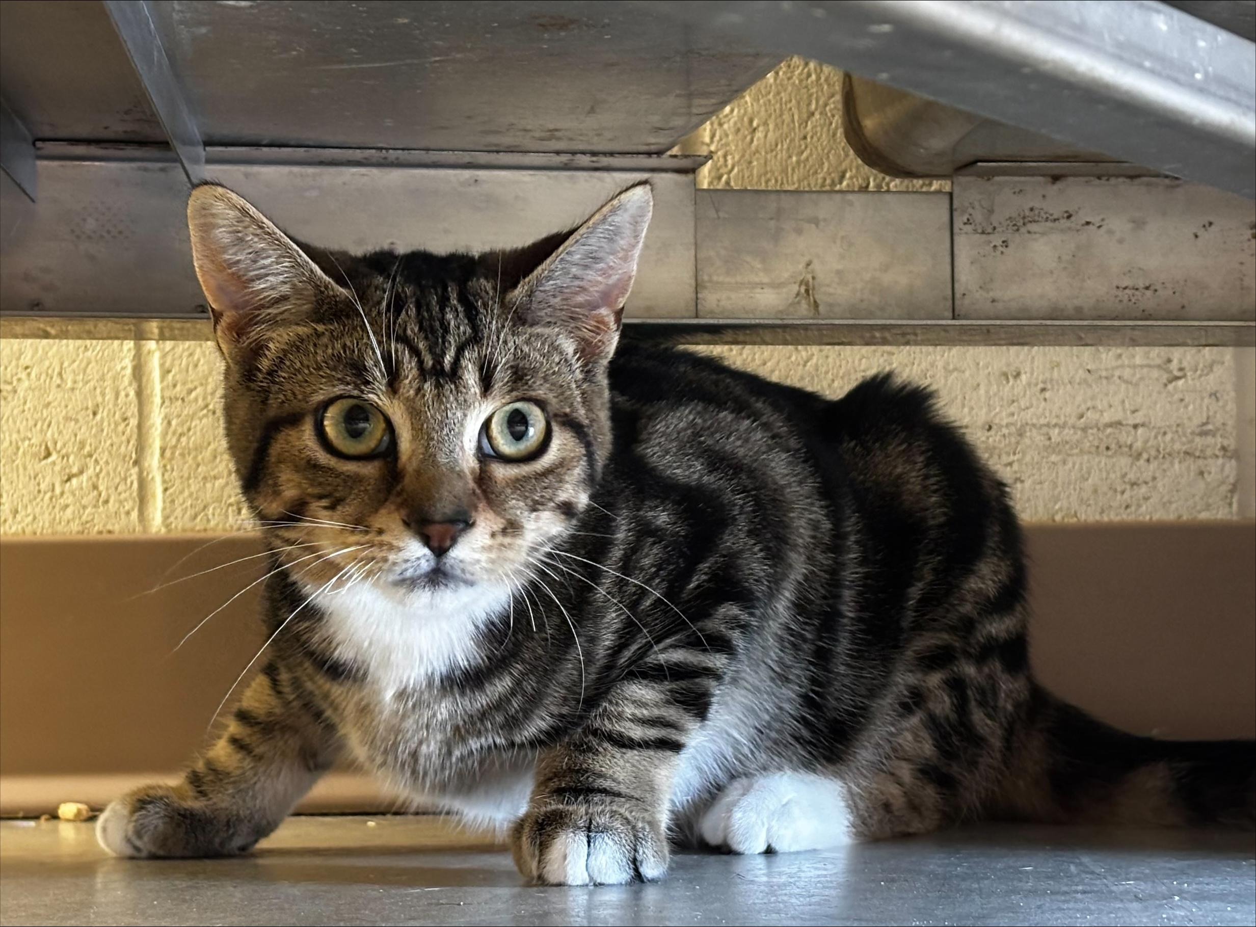 Marbles, Adoptable, Kitten Male Domestic Short Hair.