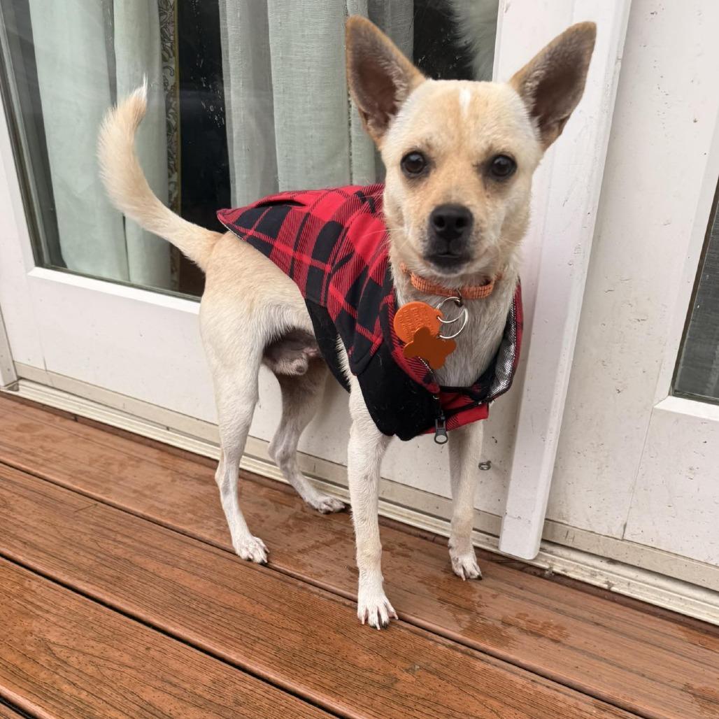 Yo Yo, Adoptable, Young Male Chihuahua & Mixed Breed.