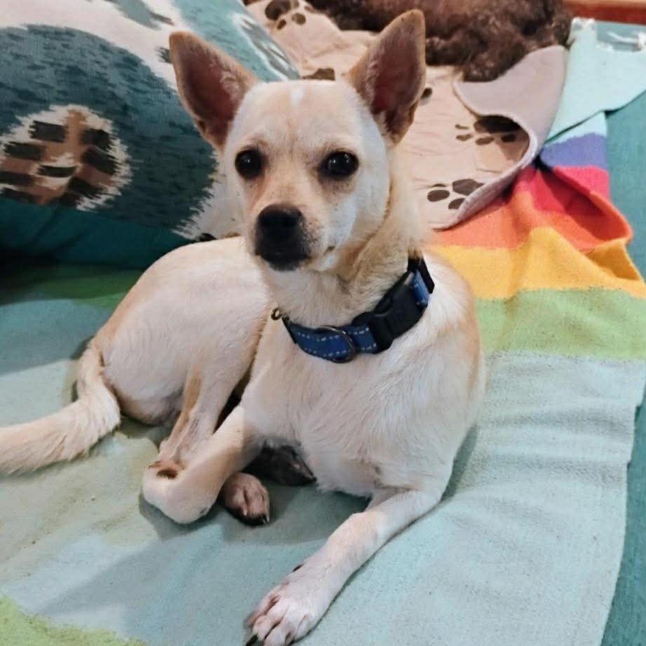 Enlarge Yo Yo, a Adoptable mixed breed in Bend, OR image 2/6