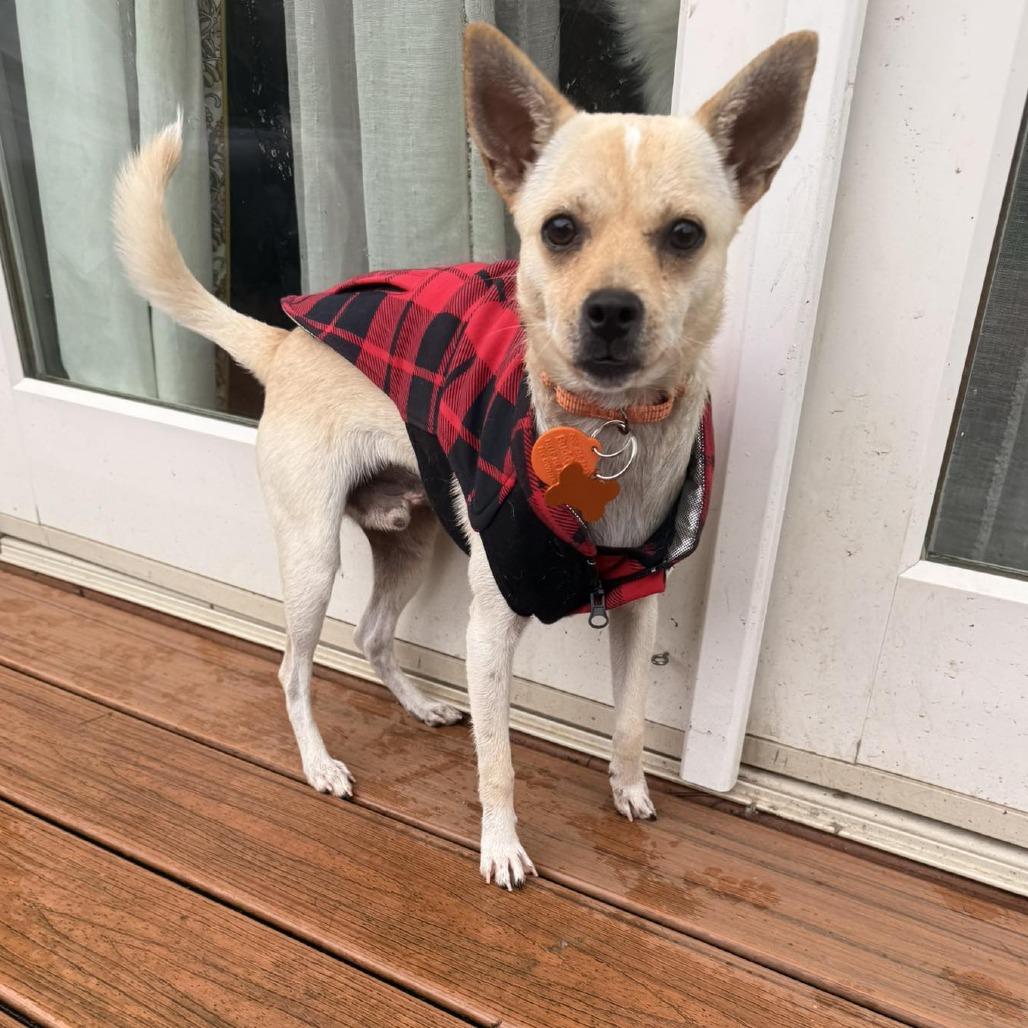 Yo Yo, a Adoptable mixed breed in Bend, OR image 3/6