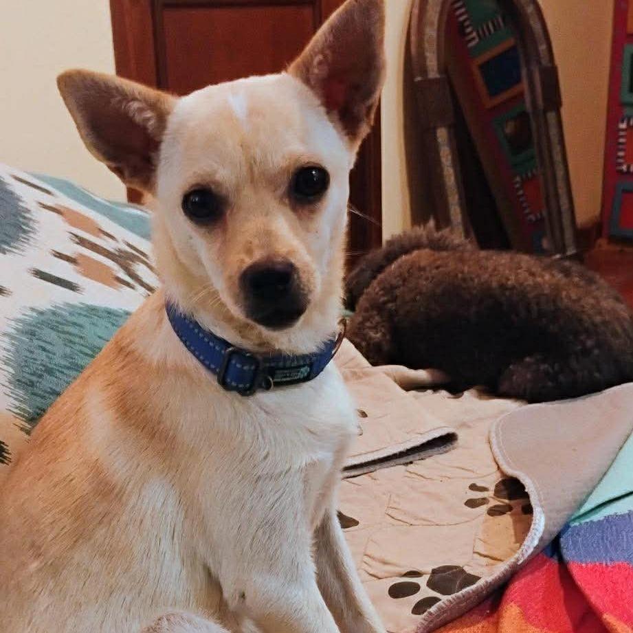 Enlarge Yo Yo, a Adoptable mixed breed in Bend, OR image 3/6