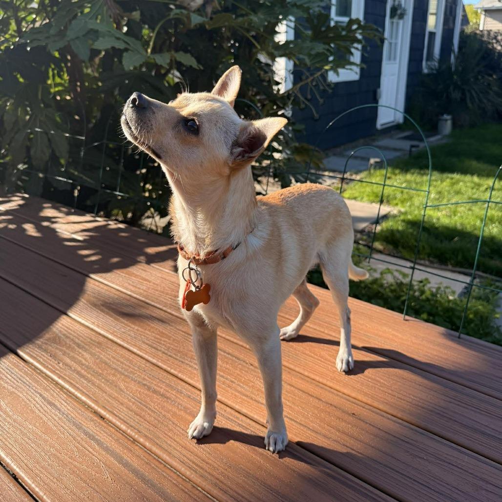 Enlarge Yo Yo, a Adoptable mixed breed in Bend, OR image 4/6