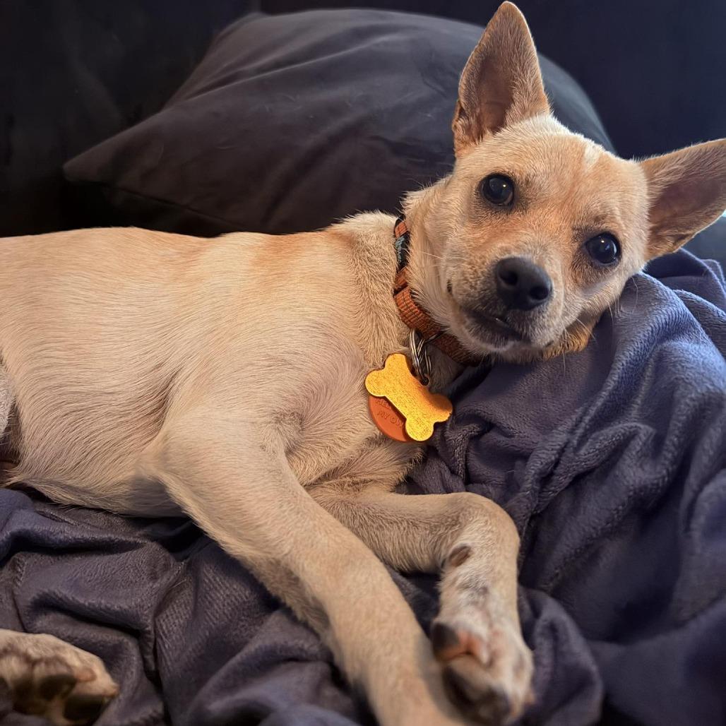 Enlarge Yo Yo, a Adoptable mixed breed in Bend, OR image 5/6