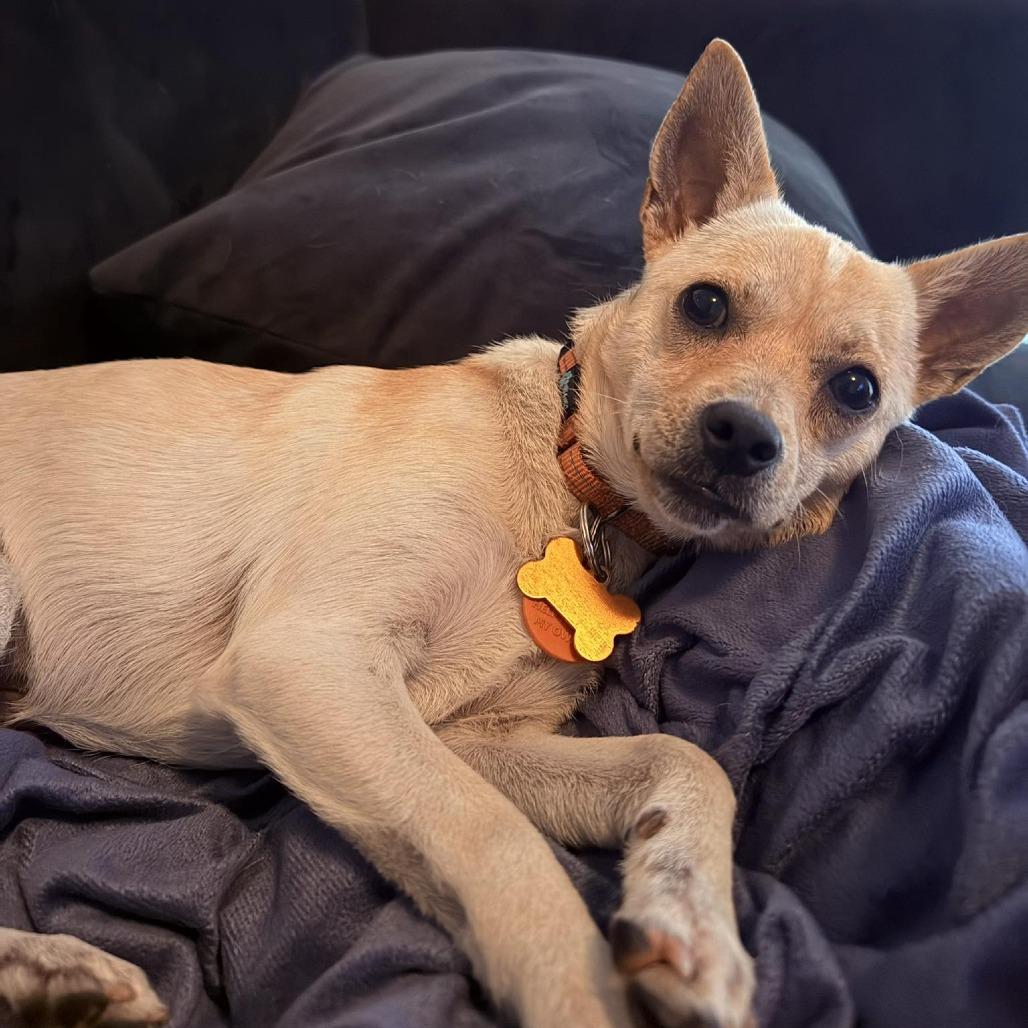 Enlarge Yo Yo, a Adoptable mixed breed in Bend, OR image 6/6