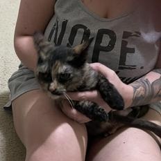 Iris — thumbnail 3