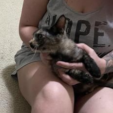 Iris — thumbnail 4