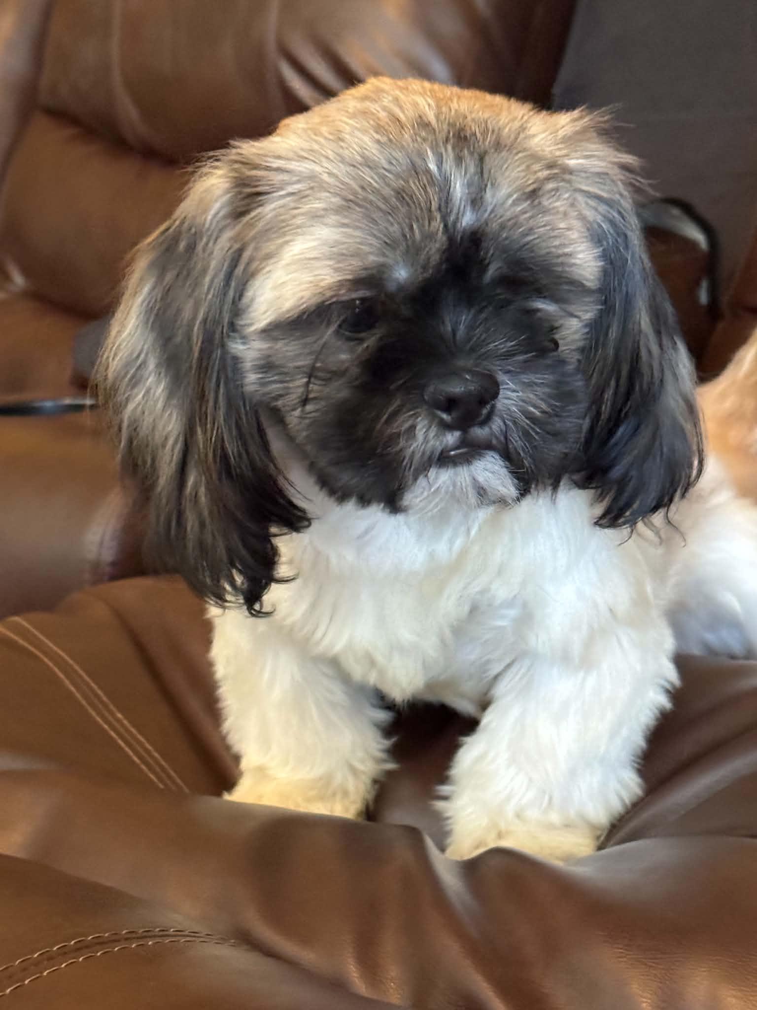Enlarge Tao, a Adopted Shih Tzu in Florissant, MO image 1/1