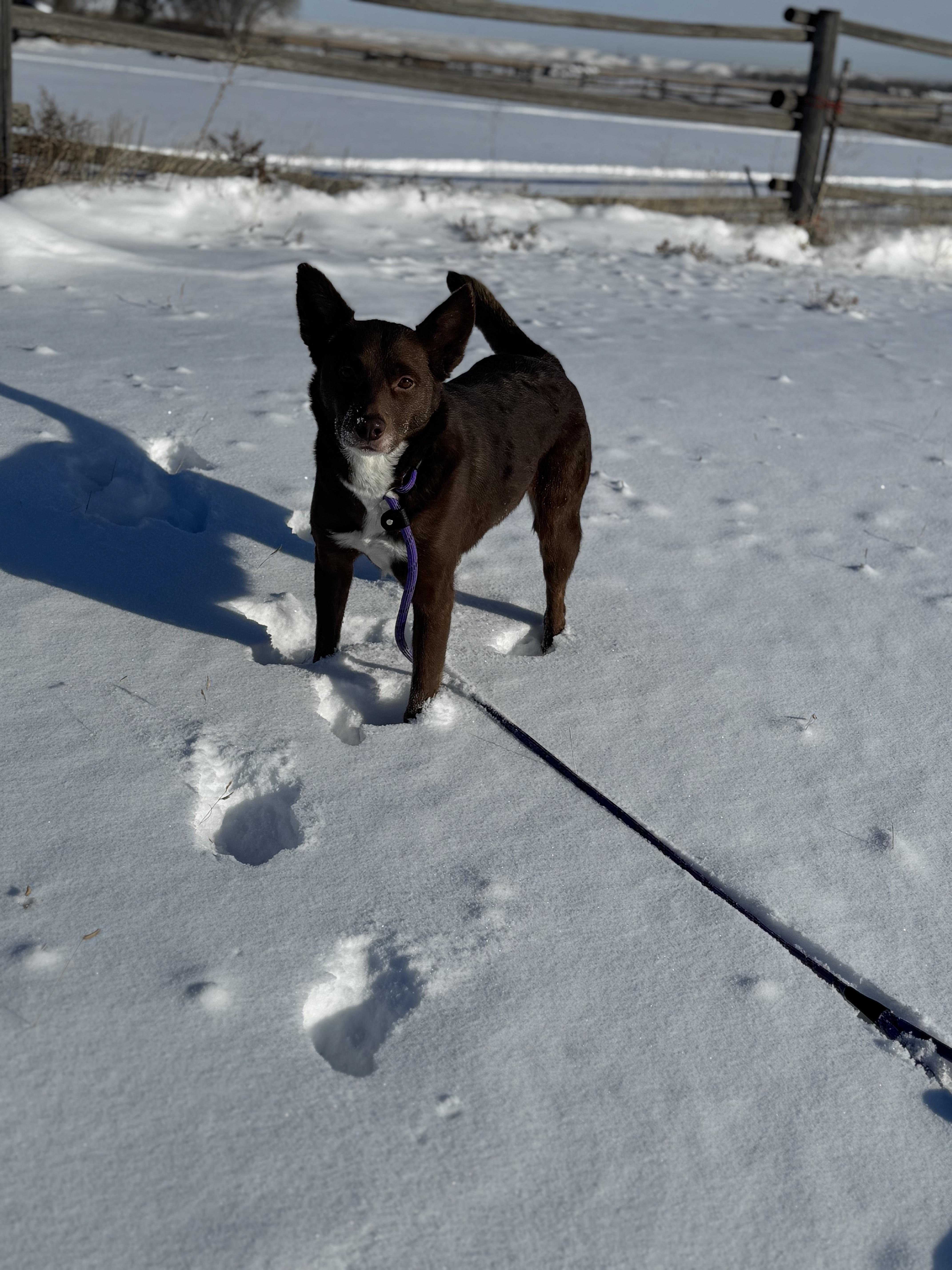 Percy photo 5