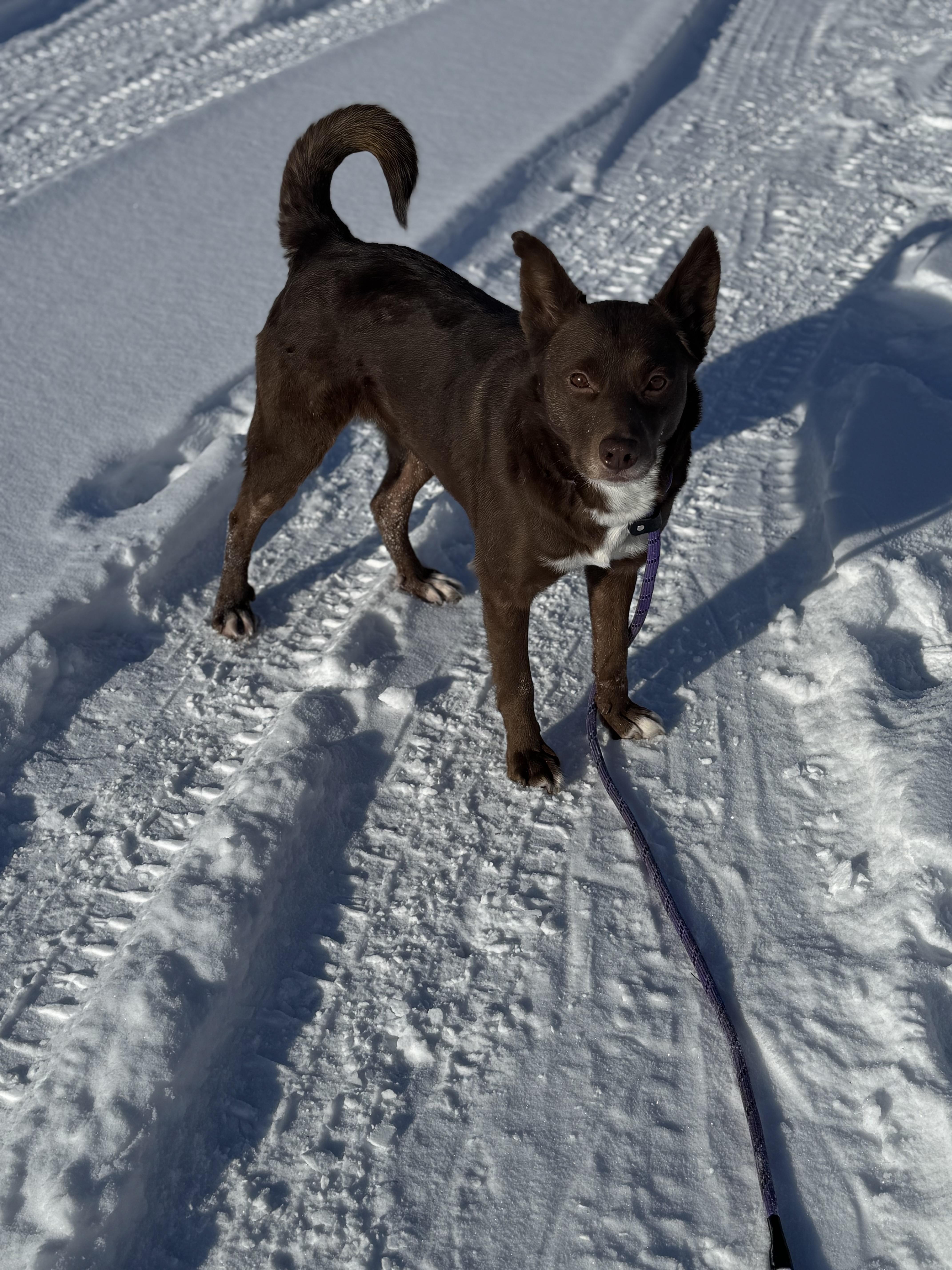 Percy, Adult Female Mixed Breed