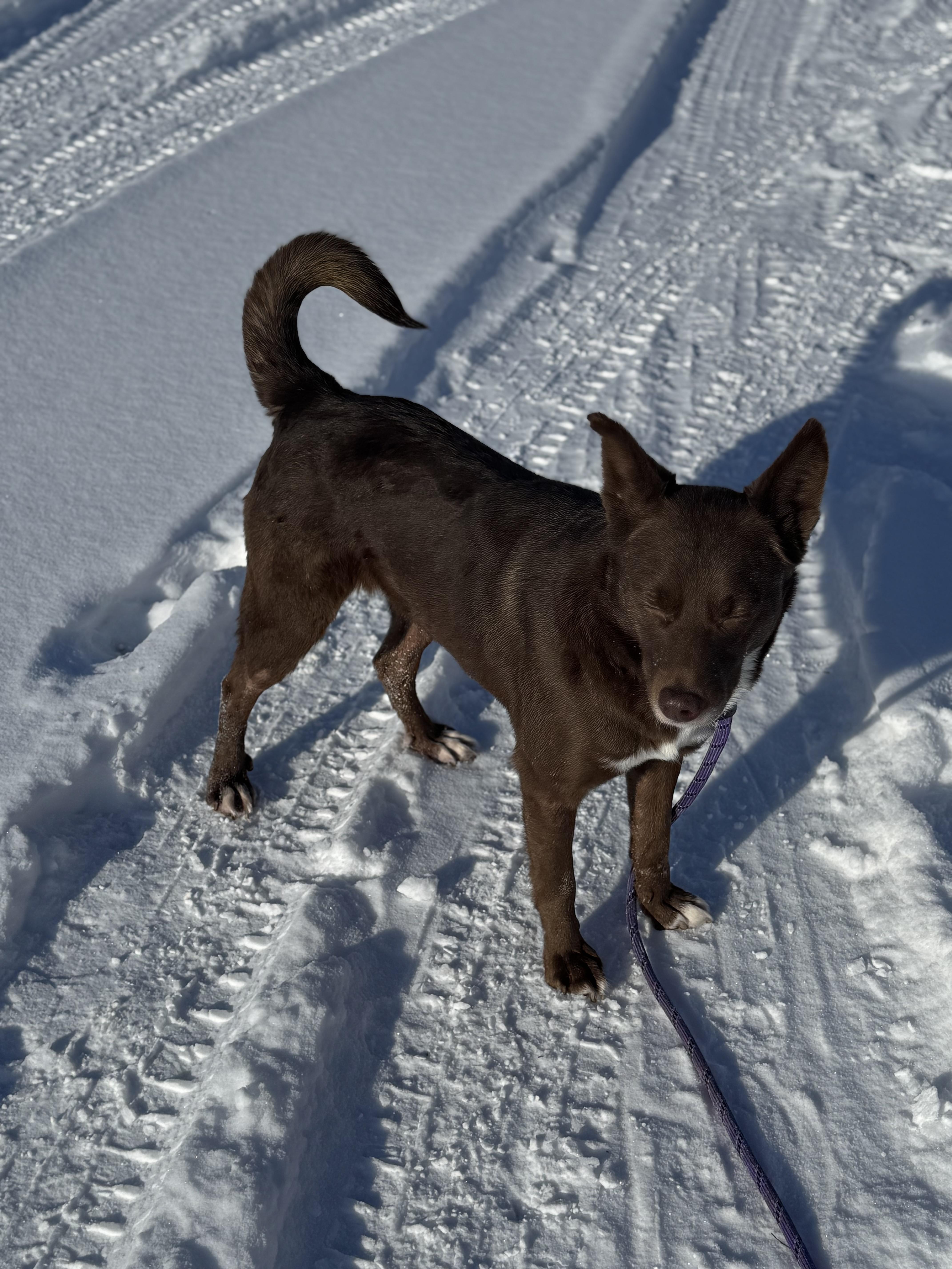 Percy photo 3