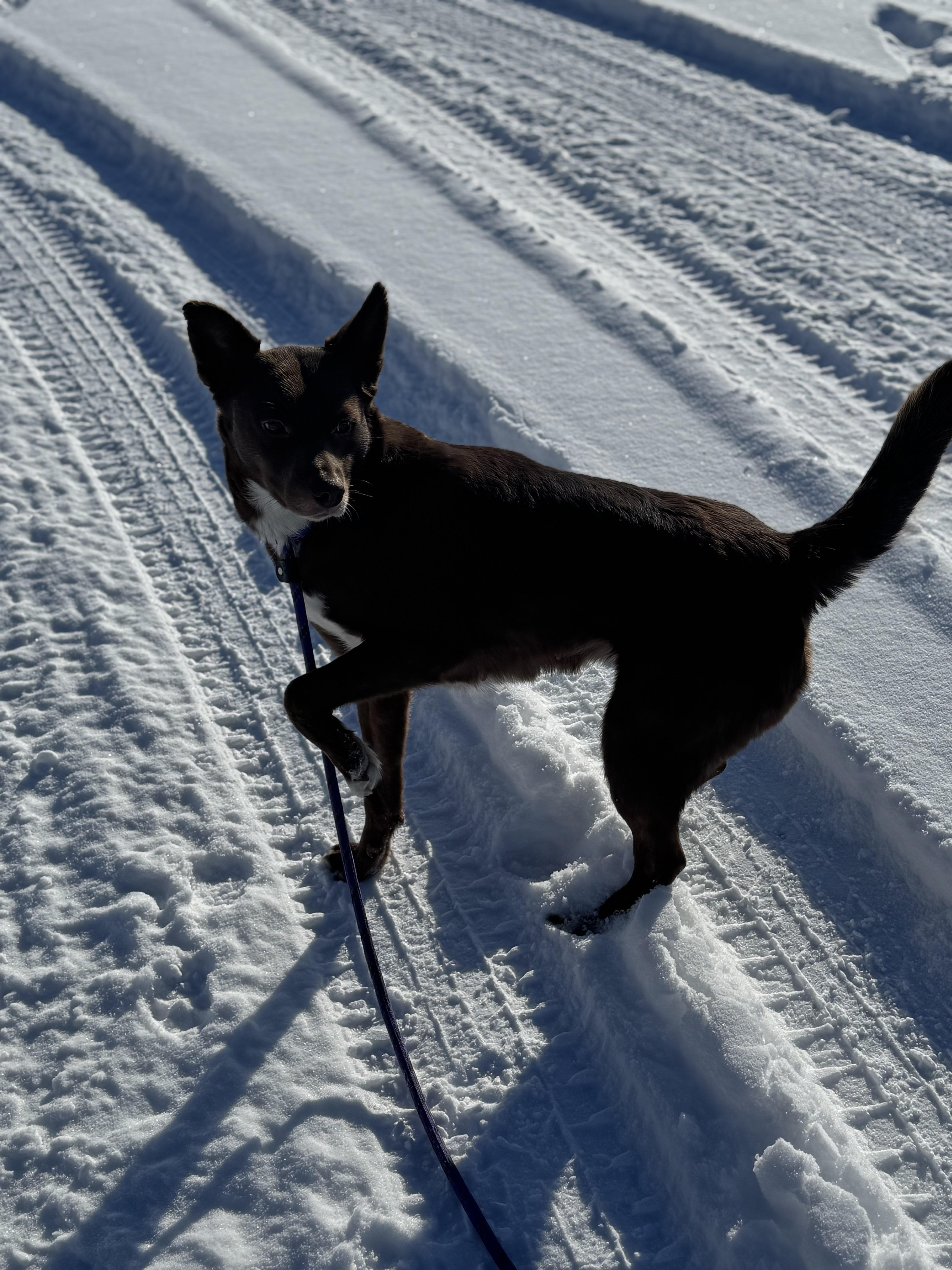 Percy photo 4